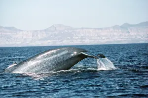 Fluke: BLUE WHALE - tail out of water