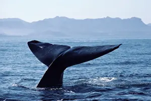 Note: Blue whale - The tips of the flukes of this whale