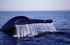 Note: Blue whale - The tips of the flukes of this whale