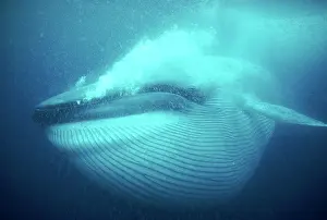 Size: Blue WHALE - underwater, gulp feeding with full pleats