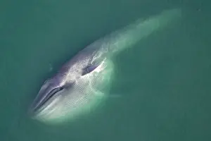Distended: Blue Whale - this whale has been gathering food