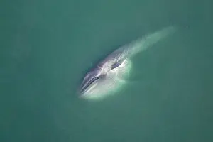 Musculus: Blue Whale - this whale has been gathering food