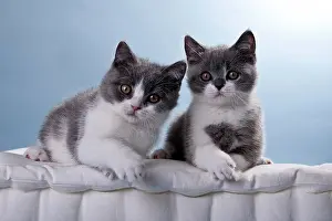 Beds: Two blue and white British Shorthair kittens