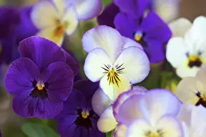 Sorbet: Viola