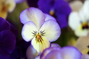 Sorbet: Viola