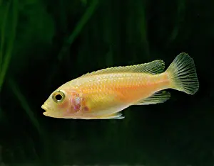 Cichlids: Blue white labido - side view, tropical freshwater