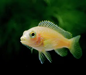 Cichlids: Blue White Labido - side view, tropical freshwater