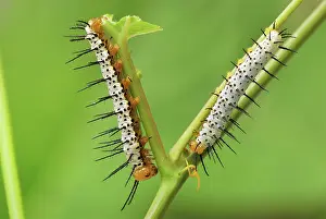 Heliconian: Blue and White Longwing Caterpillar / Grinning