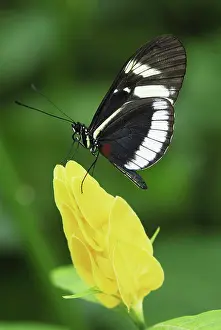 Heliconian: Blue and White Longwing / Grinning Heliconian Butterfly