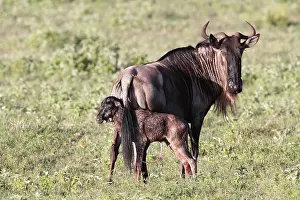 Albojubatus: Blue Wildebeest