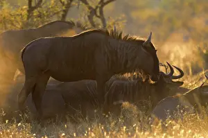 Wildebeests: Blue Wildebeest