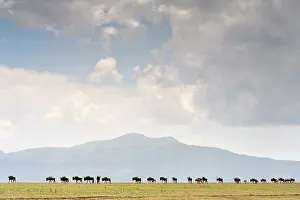 Brindled: Blue wildebeest