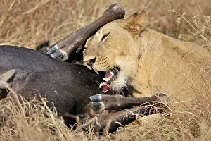 Carcass: Blue Wildebeest