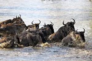 Wildebeest: Blue Wildebeest