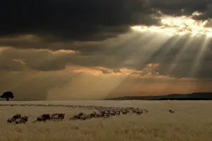 Migrating: Blue Wildebeest