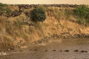 Migrating: Blue Wildebeest