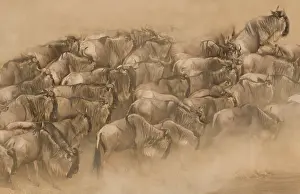 Migrating: Blue Wildebeest