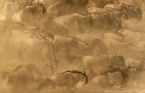 Migrating: Blue Wildebeest