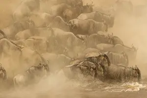 Migrating: Blue Wildebeest