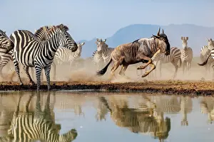 Mare: blue wildebeest