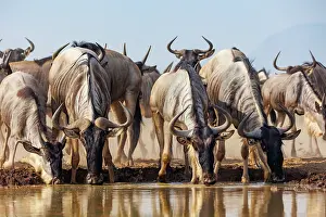 Mare: blue wildebeest