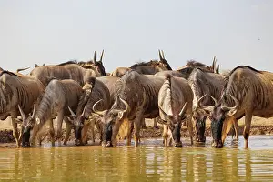 Mare: blue wildebeest
