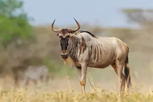 Mare: blue wildebeest