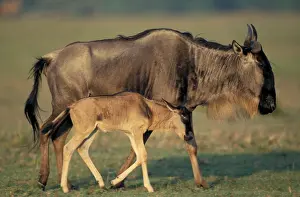 Wildebeests: Blue Wildebeest adult and young