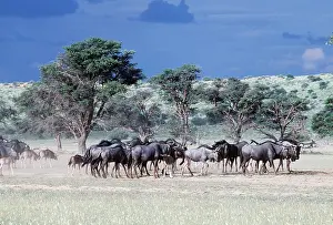 Clem Haagner: Blue WILDEBEEST / Brindled Gnu