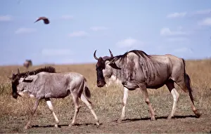 Ardea London: Blue WILDEBEEST / Brindled Gnu - adult with young