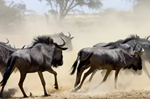 Stampede: Blue Wildebeest / Brindled Gnu / Common Wildebeest
