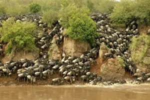 Crossings: Blue Wildebeest / Brindled Gnu - Crossing river