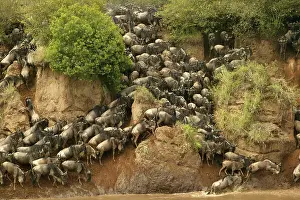 Crossings: Blue Wildebeest / Brindled Gnu - Crossing river