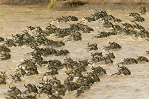Crossings: Blue Wildebeest / Brindled Gnu - Crossing river