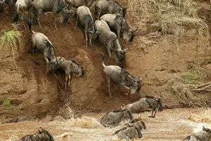 Crossings: Blue Wildebeest / Brindled Gnu - Crossing river
