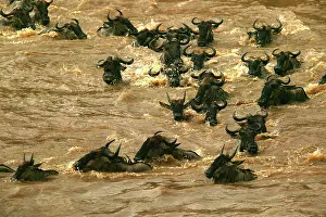 Crossings: Blue Wildebeest / Brindled Gnu - Crossing river