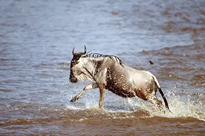 Brindled: Blue WILDEBEEST / Brindled Gnu - crossing river