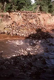 Herds: Blue WILDEBEEST / Brindled Gnu - crossing river, migration
