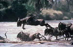 Wildebeest: Blue WILDEBEEST / Brindled Gnu - crossing river