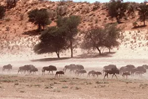 Survival: Blue WILDEBEEST / Brindled Gnu - in dry river bed