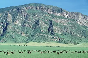 Brindled: Blue WILDEBEEST / Brindled Gnu - herd