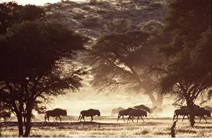 Brindled: Blue WILDEBEEST / Brindled Gnu - herd in dusty savannah