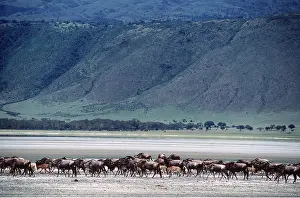 Ferrero Labat: Blue WILDEBEEST / Brindled Gnu - herds