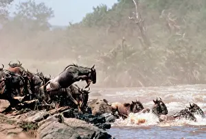Crossings: Blue WILDEBEEST / Brindled Gnu - migrating