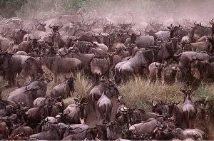 Brindled: Blue WILDEBEEST / Brindled Gnu - migration