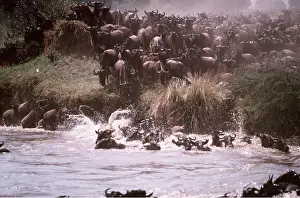 Brindled: Blue WILDEBEEST / Brindled Gnu - migration, across river