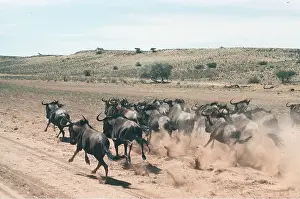 Speed: Blue WILDEBEEST / Brindled Gnu - running in dry river bed