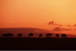 Chris Knights: Blue WILDEBEEST / Brindled Gnu - at sunset