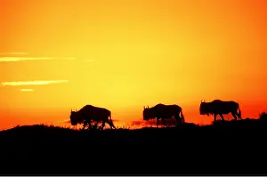 Chris Knights: Blue WILDEBEEST / Brindled Gnu - sunset silhouette