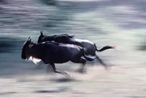 Blurred: Blue WILDEBEEST / Brindled Gnu - x two running